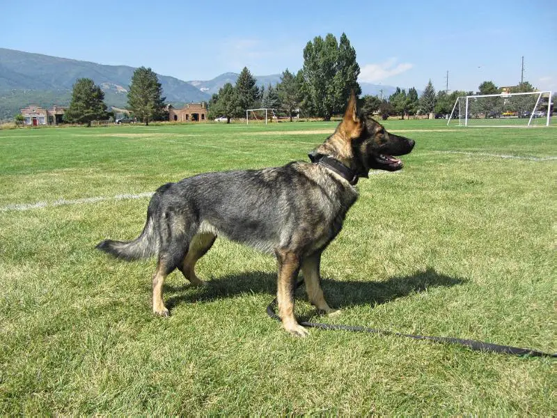 Zoey Von Miller