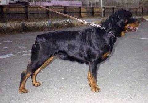 V Neveya s Berega Turi