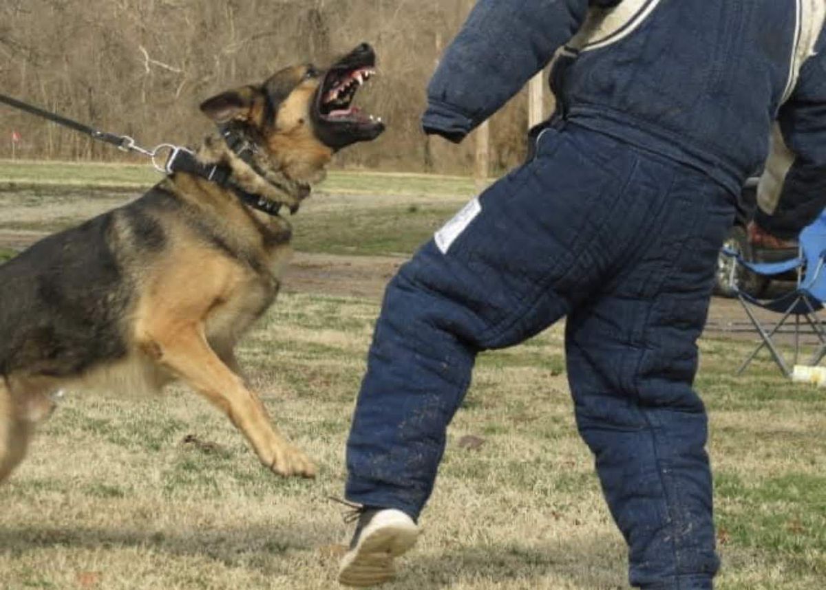 Complete Canine's Kaveh Von Titan Shepherds