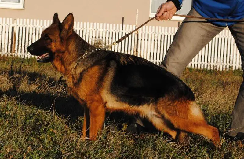 SG1 Heily vom Tamnavska