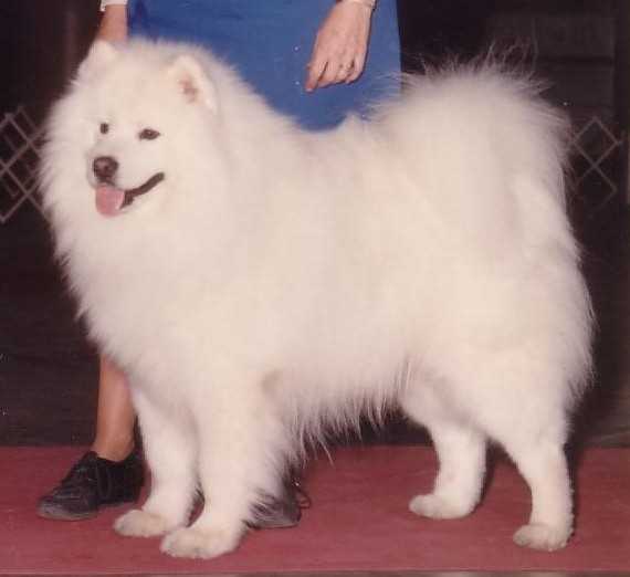 White hot sale eagle samoyeds