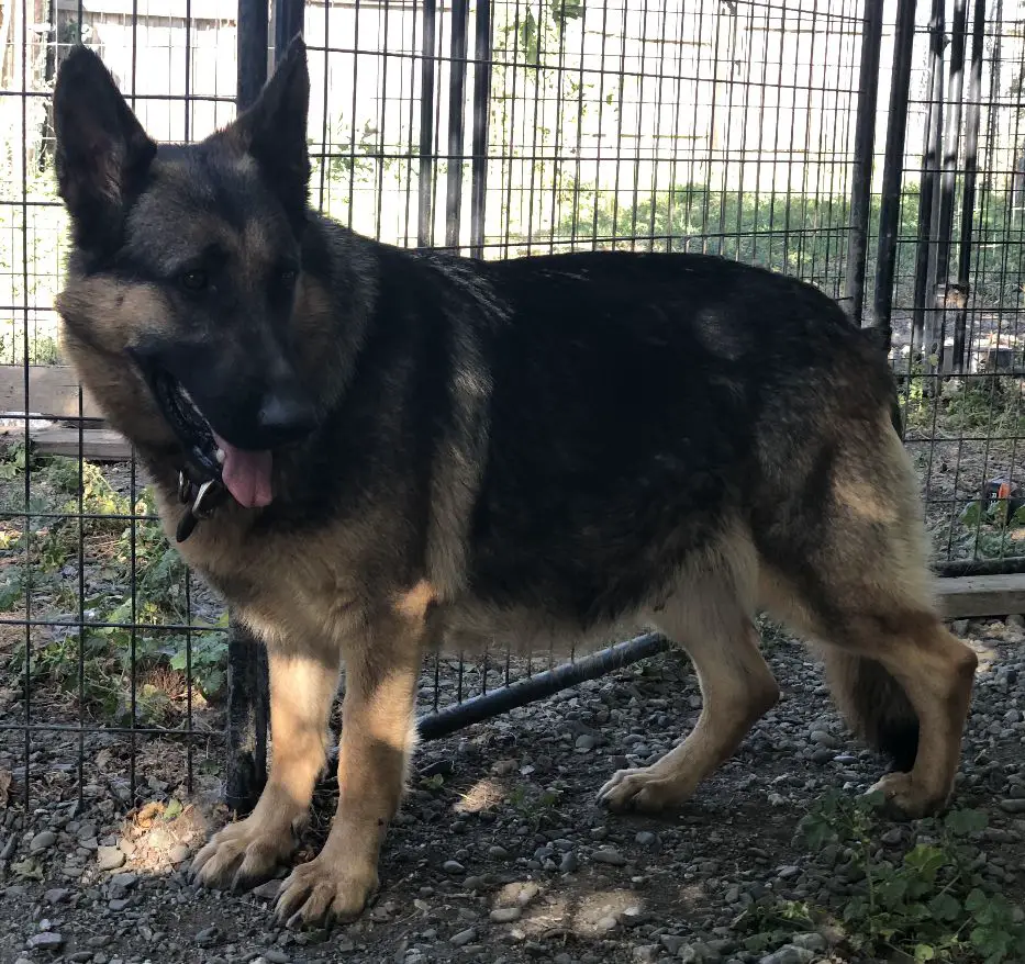 Tillie vom lubkerhaus