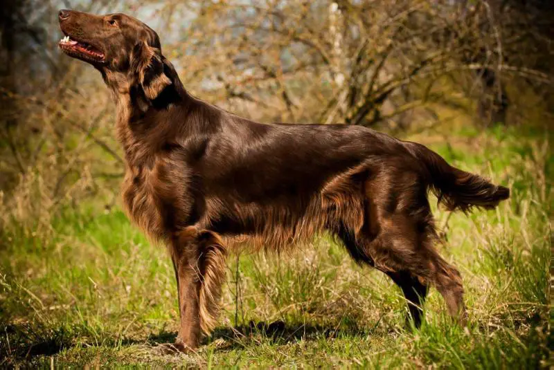 " U " VŠESTRANNÝ PES, Best dog 2012 RKCZ, Ch. CZ, Ch. SR Orien Bonny Dux