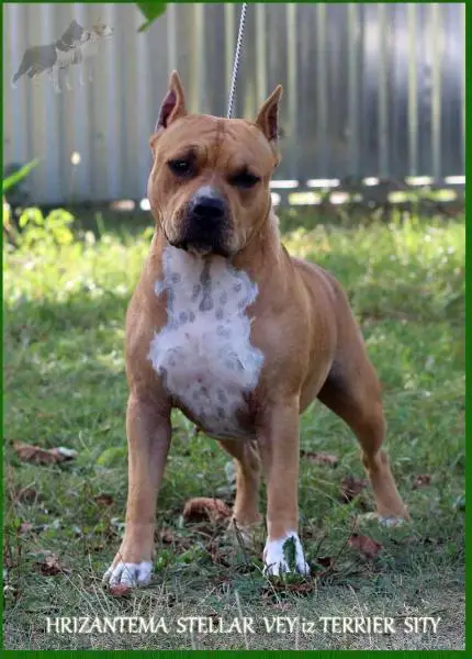 Hrizantema Stellar Vey iz Terrier Sity