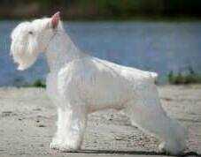 Apriori Chic Every Day