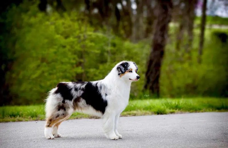 AKC Grand Champion Serendipity Suits Me