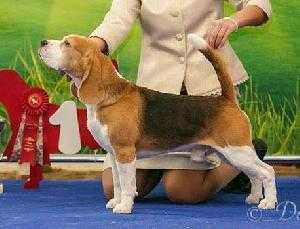 Int.CH, Rus.Ch, Blr.Ch, Can.Ch, Est.Ch, Ua.Ch, Laponderosa's Bad Medicine