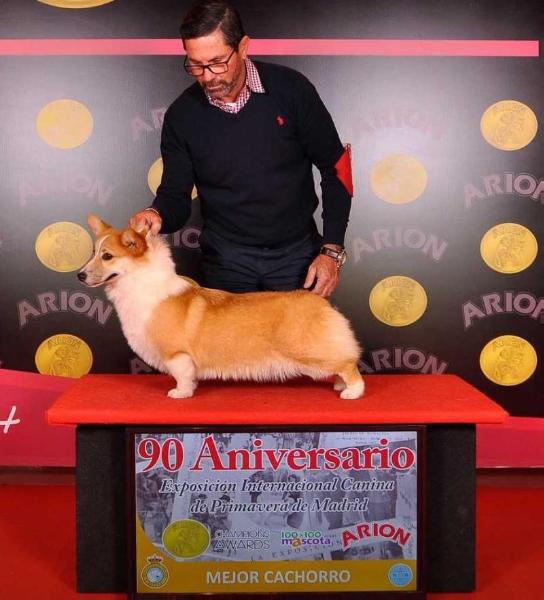 1º best puppy of The breed, 2nd best of group 1 Gisela de Simagüe