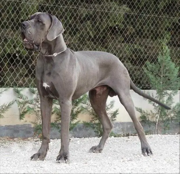 Blade Runner de Casalbero