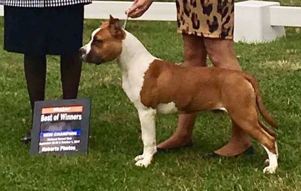 Am Ch LBK's My Name Is Ned (Imp USA)