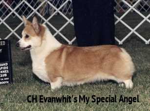 CH Evanwhit My Special Angel
