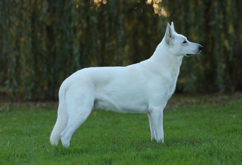 Secret Diamonds Best of Everything