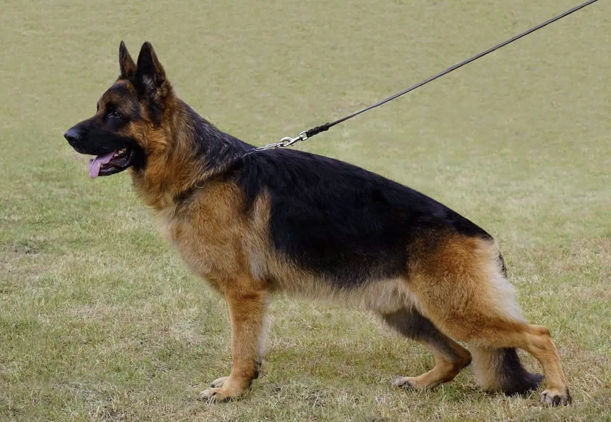 V1, EST  Ch Irbis Armagedonas