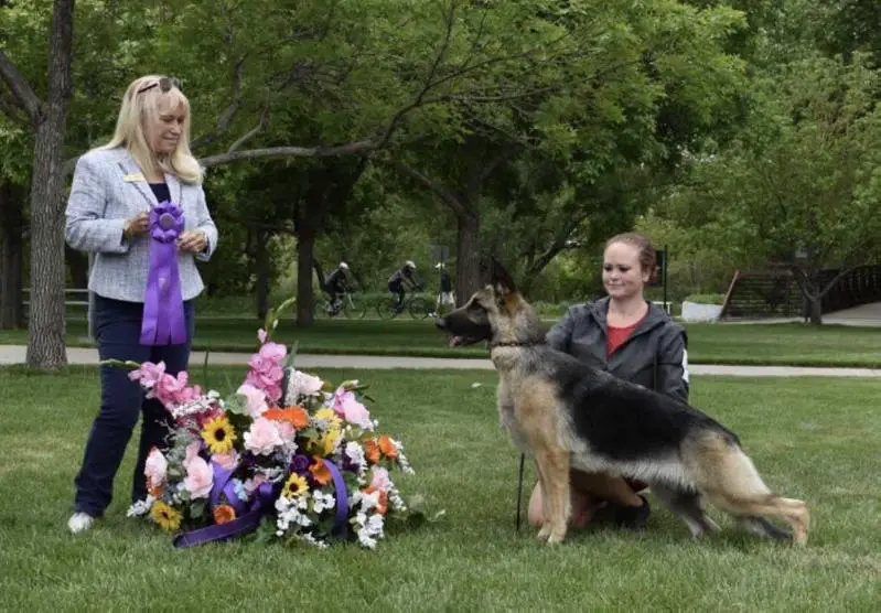 RBIF GCH CH Greenleaf's Firestarter Surigo Cross Timbers