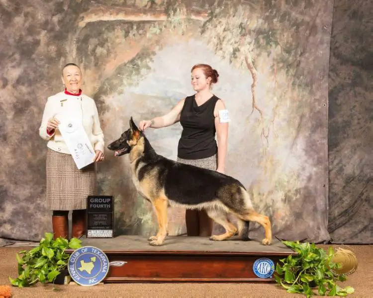 GCH CH Sunfarm-George Creek’s Forget Me Not