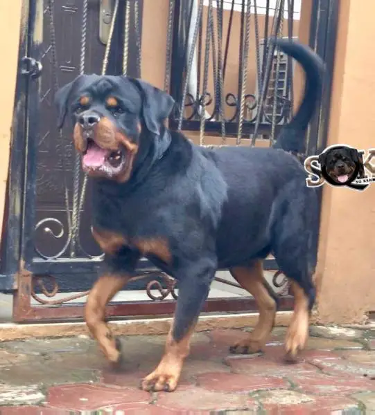 ALEX of breedline Kennels