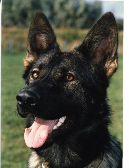 SG Andra aus dem Eichenzwinger