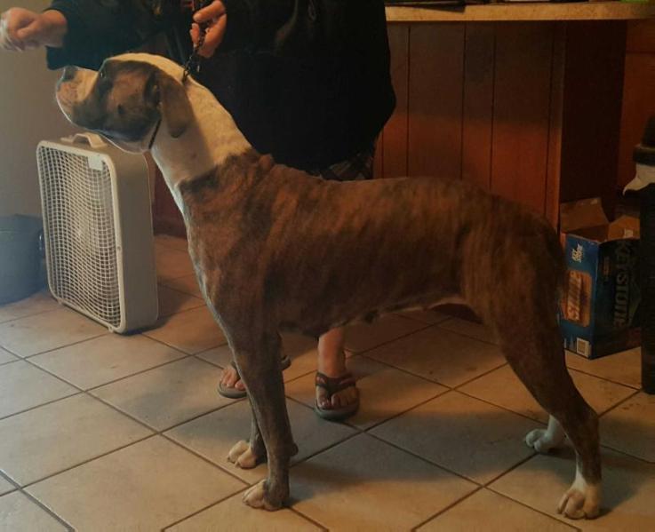 Pamascos Chop and Change