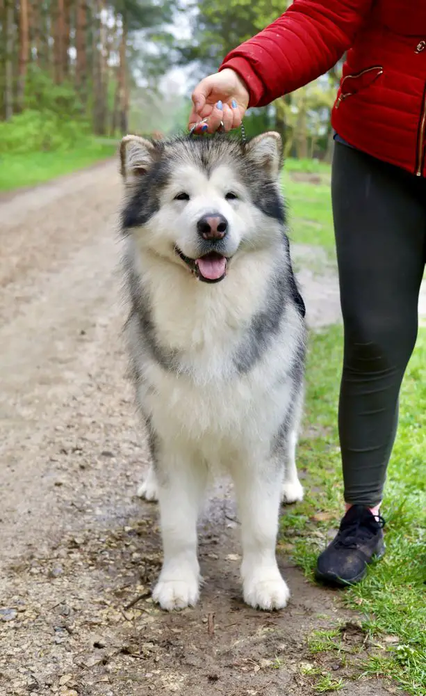 J.Ch.Pl. Chaos Son Of The Wind Malamute Sanctuary