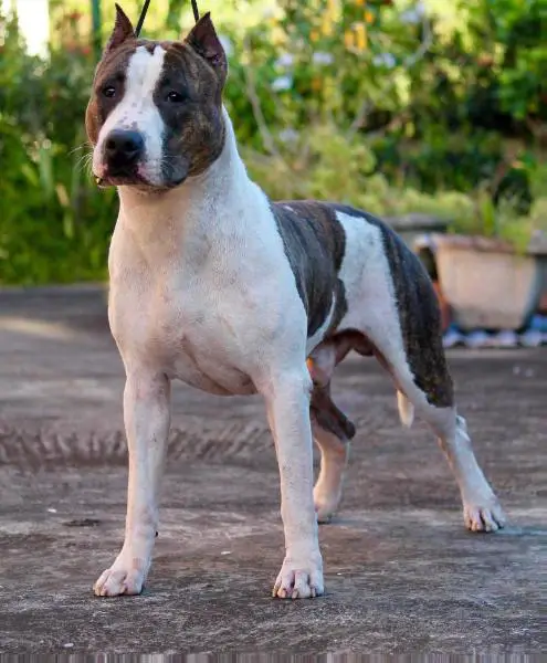 Alpine'sHotentik Fuel Of Life