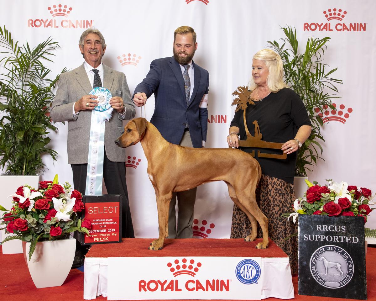 GCh Shabani Lucy in the Sky with Diamonds