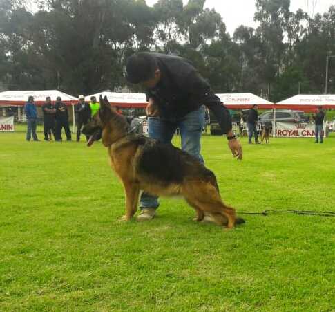 SG Tayra Blut von Vorkämpfer