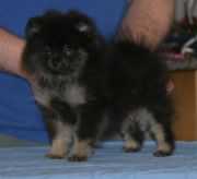 FI UCH SE UCH Callevys Sovereign