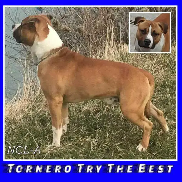 Tornero Try The Best