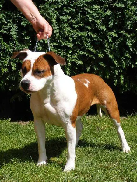 Coctail of Lightsome