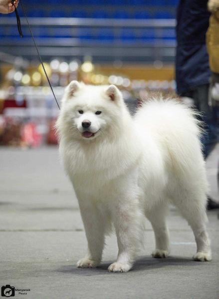 C.I.B;SGRCHUA;2GRCHUA,MD;7CHUA;JCH UA;СH:PL,MD,BG,LT;CW;BBB Ermas Syn Kupidona