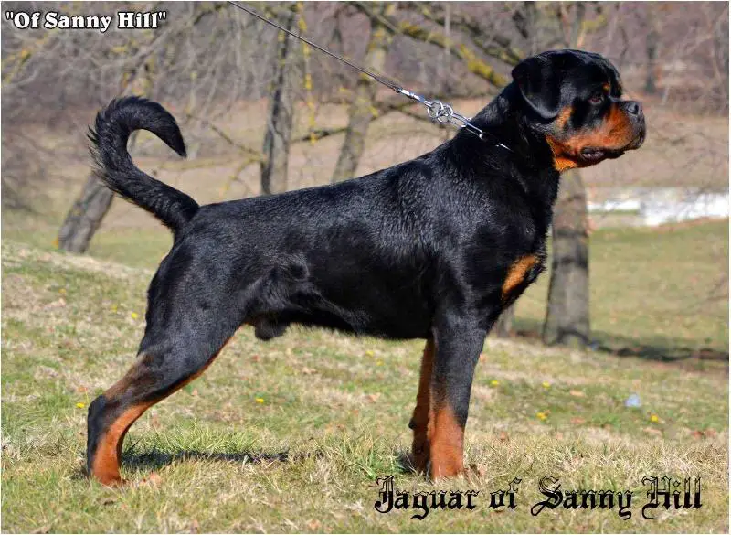 Jaguar of Sanny Hill