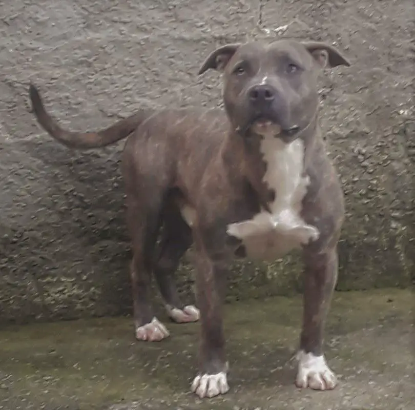 Argos SkAm Sacrata Foresta