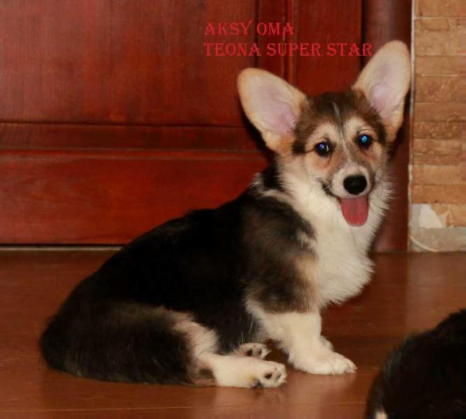 Aksy Oma Teona Super Star