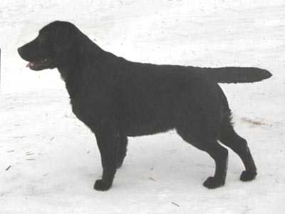 Slav Trophy Shooting Star