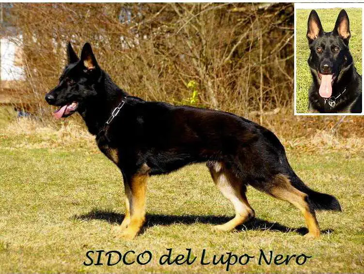 V Sidco del Lupo Nero