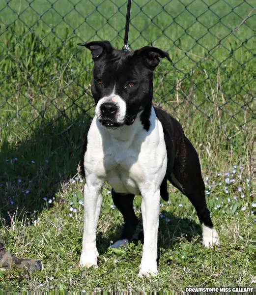 Dreamstone Miss Gallant