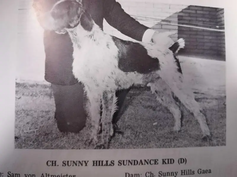CH1972 SUNNY HILLS SUNDANCE KID