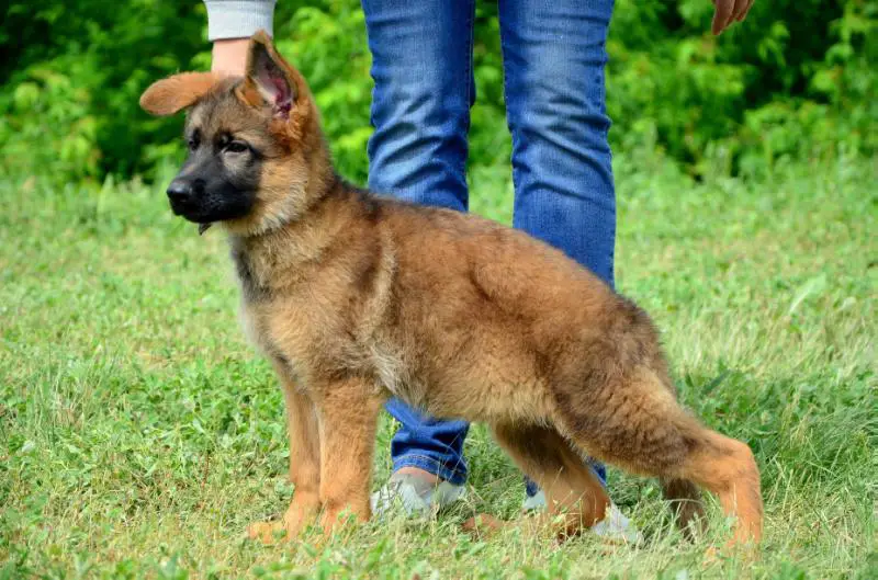 Fanhil Haus Nimeriya