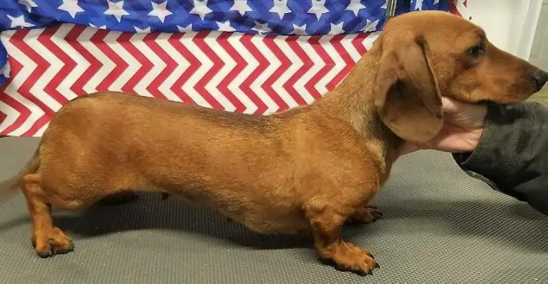 KLT Sunshine Nip of Bair