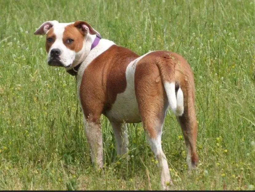 Second Wind ms scarlett