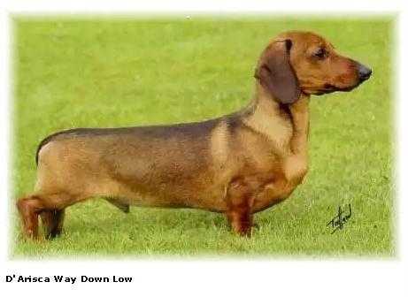 D'Arisca Way Down Low