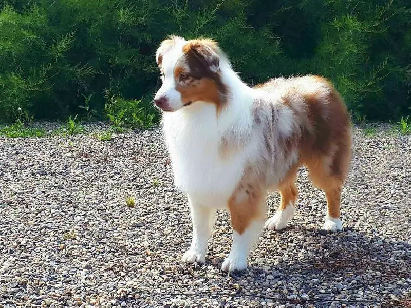 Strong Minds Great Hearts Limited Edition @ Deguellos