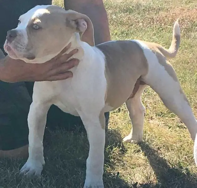 NVK’s Bringin the Heat AKA Khaleesi @ SugarSkull Kennels