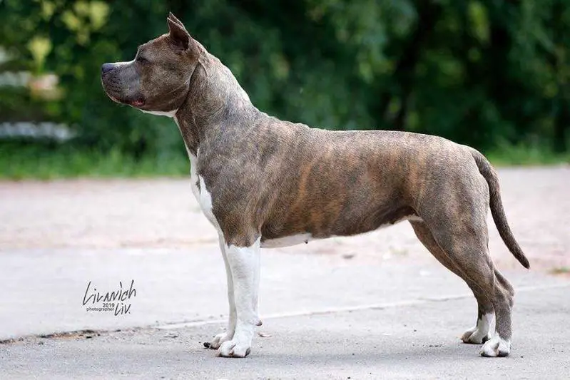 JCH RUS, JCH RKF Astilars Oliviya