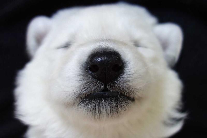 Amigo la Blankpapilio