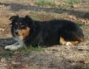 Timberline's Calamity Jane