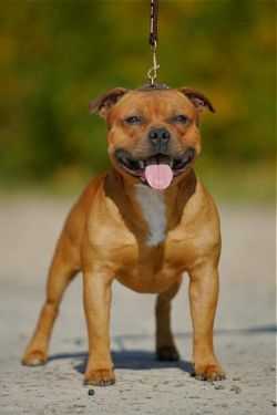 Nissan Road Slade Czech