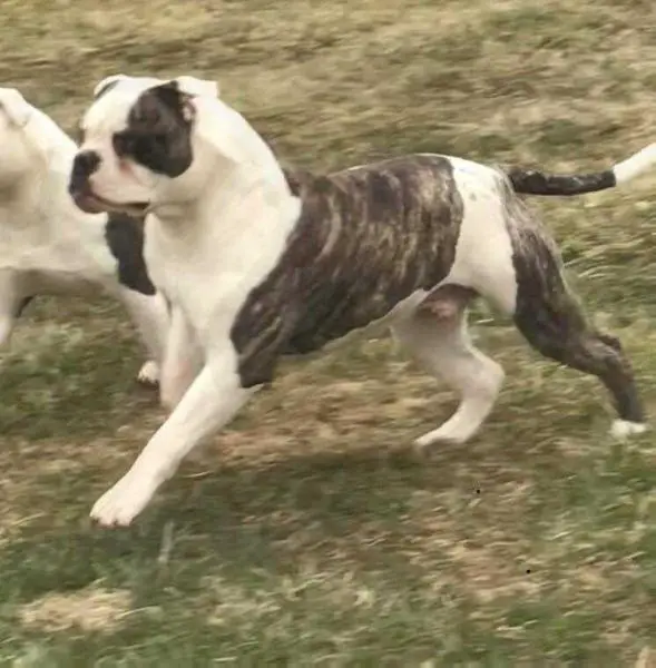 FYB Flip the Script AKA Axis @ SugarSkull Kennels