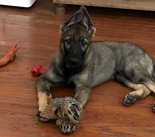 Ozzy z Hrdinneho Odvahy