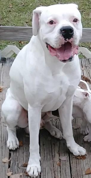 Sweet Dixie's Kasper